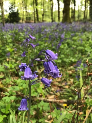 Bluebells in Great Barnets Wood