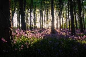 Bluebells at Eagle's Nest