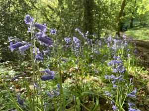 Bluebells in Cadora Woods