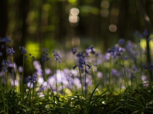 Bluebells Near Easles Nest