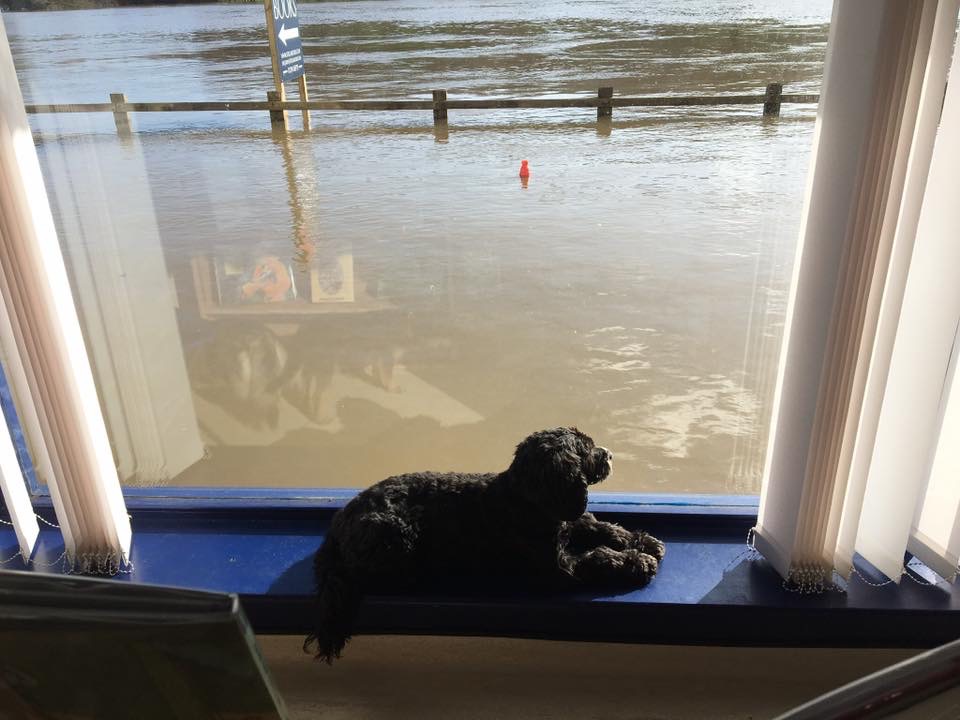 Onyx enjoying an unexpected watery view!