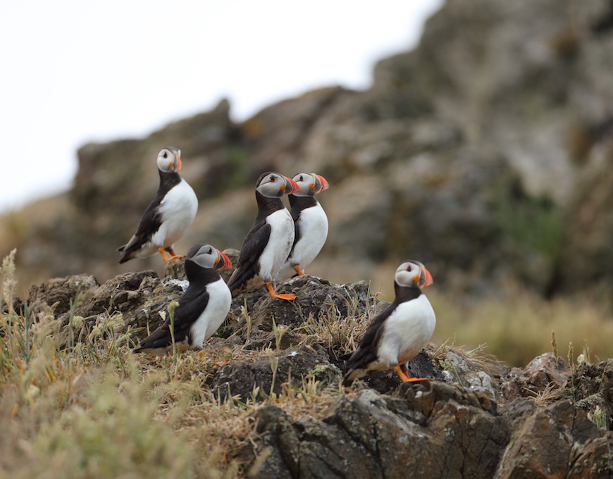 Puffins on Skomer Island