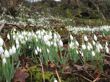 Snow drops near Tintern Abbey