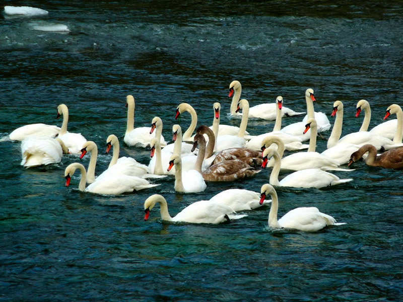 Swans on the River Wye at Hay