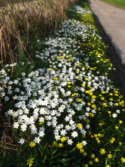 wood anemones and celandine
