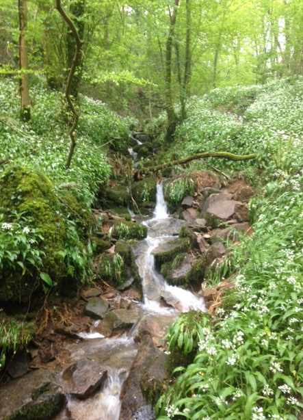 Wild garlic in flower by woodland stream at Tintern