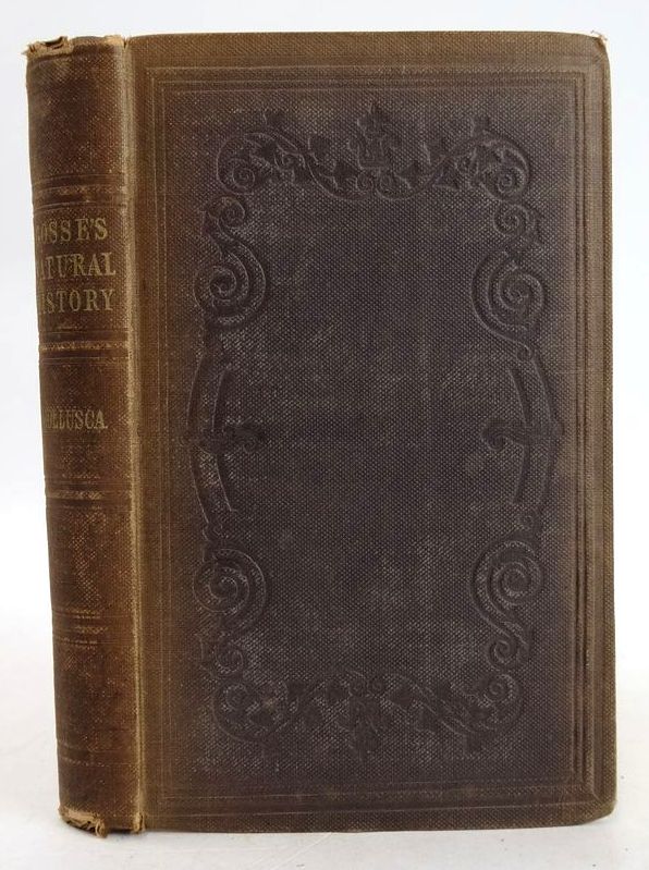 Photo of NATURAL HISTORY: MOLLUSCA- Stock Number: 1208947