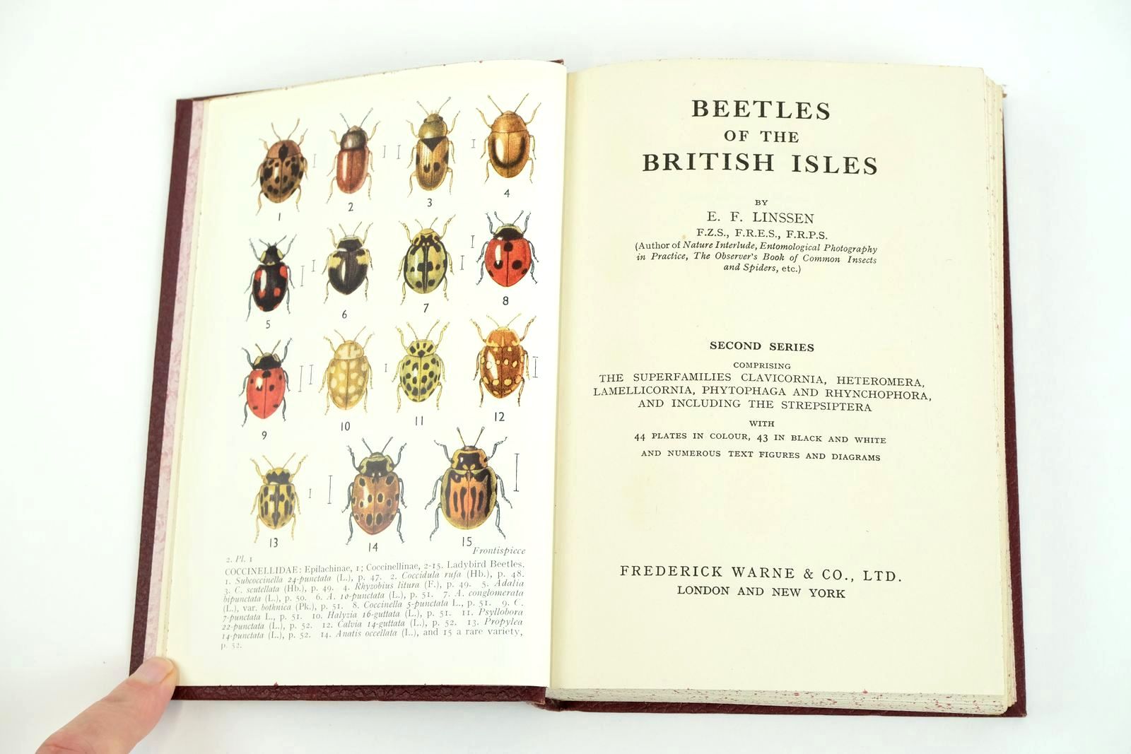 Photo of BEETLES OF THE BRITISH ISLES (TWO VOLUMES) written by Linssen, E.F. published by Frederick Warne & Co Ltd. (STOCK CODE: 1323257)  for sale by Stella & Rose's Books