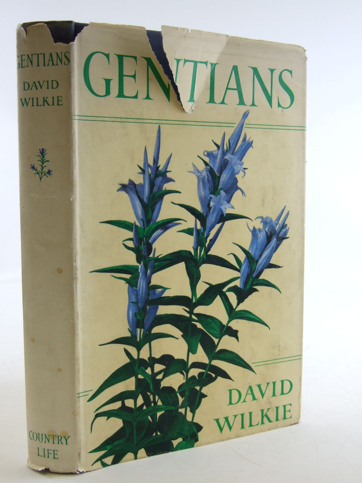 Photo of GENTIANS- Stock Number: 1603831