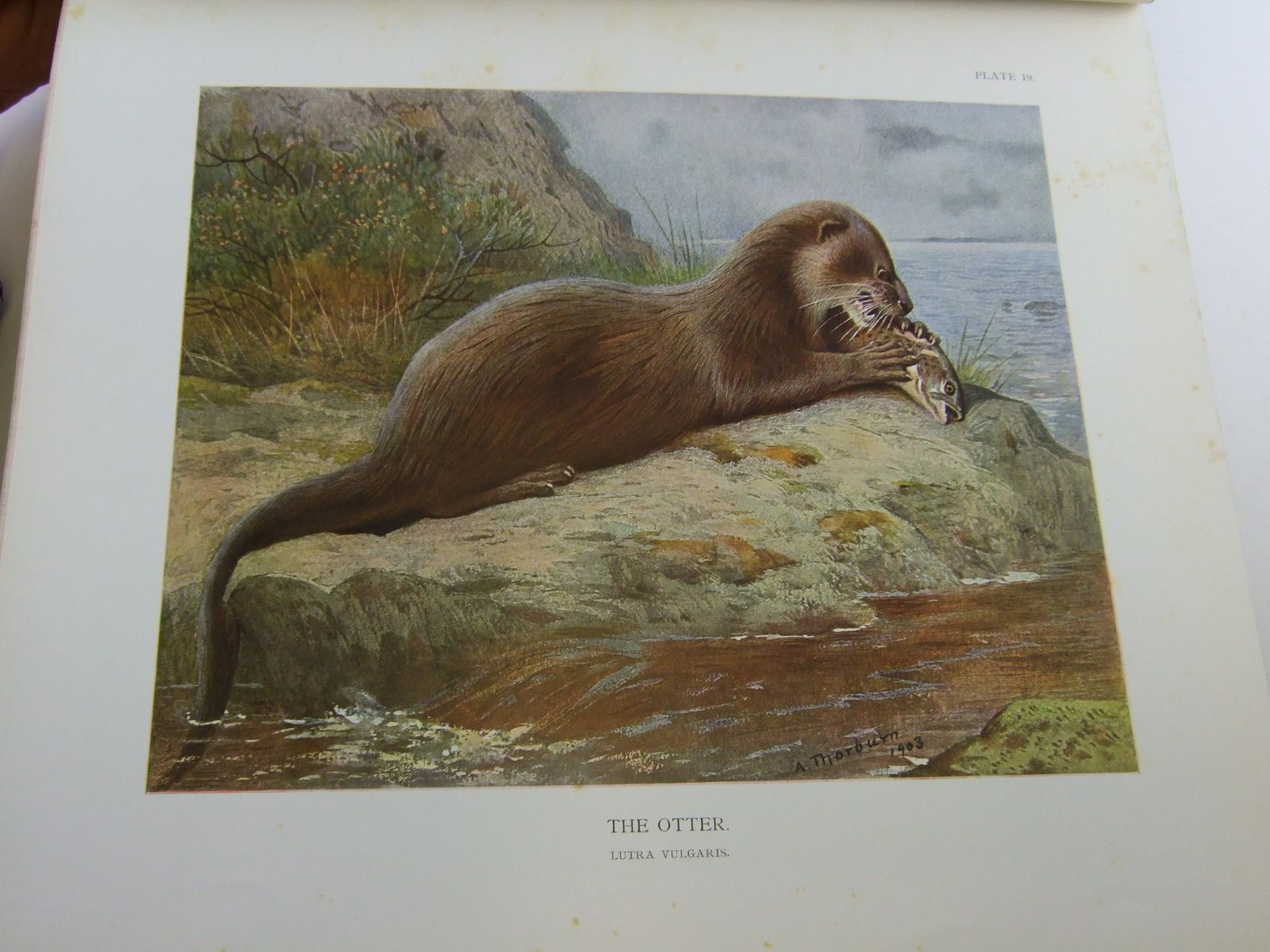 Photo of THE MAMMALS OF GREAT BRITAIN AND IRELAND written by Millais, J.G. illustrated by Millais, J.G.
Thorburn, Archibald
Lodge, G.E.
Gronvold, Henrik published by Longmans, Green & Co. (STOCK CODE: 1706435)  for sale by Stella & Rose's Books