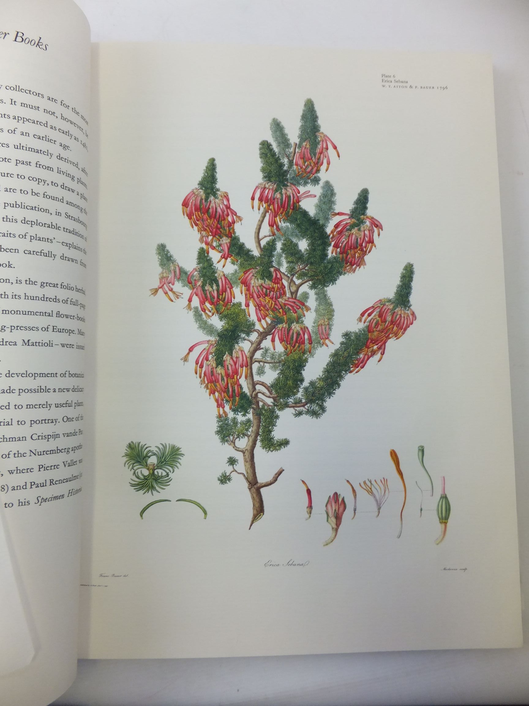 Photo of GREAT FLOWER BOOKS 1700-1900 written by Sitwell, Sacheverell
Blunt, Wilfrid published by Collins (STOCK CODE: 1710390)  for sale by Stella & Rose's Books