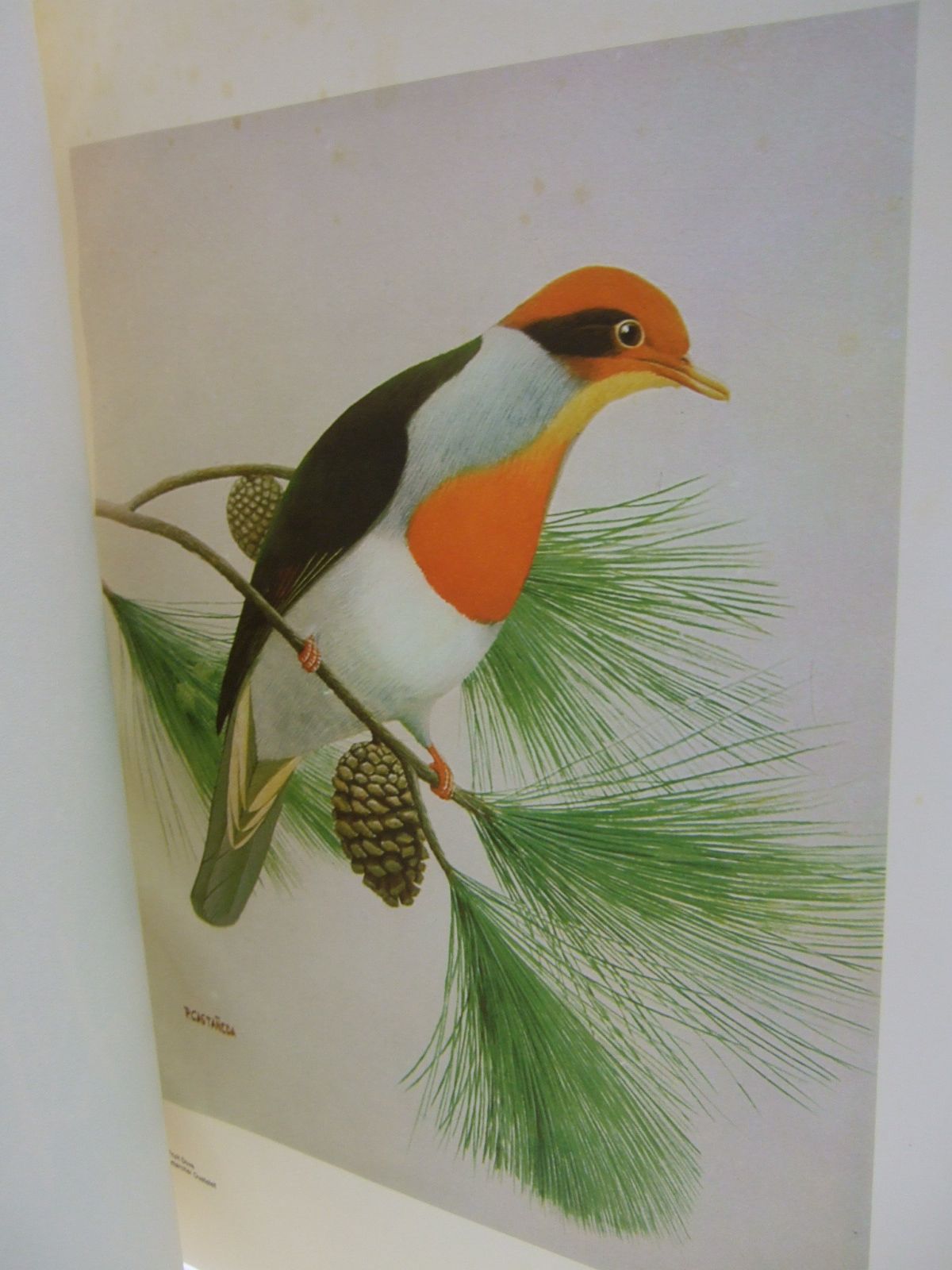 Stella & Rose's Books