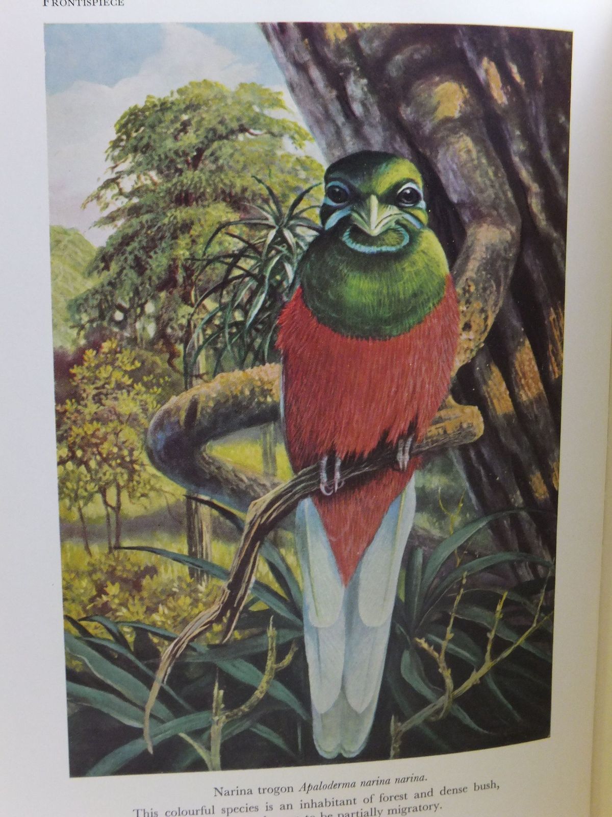 Photo of THE BIRDS OF NATAL AND ZULULAND written by Clancey, P.A. illustrated by Clancey, P.A. published by Oliver & Boyd (STOCK CODE: 1807201)  for sale by Stella & Rose's Books