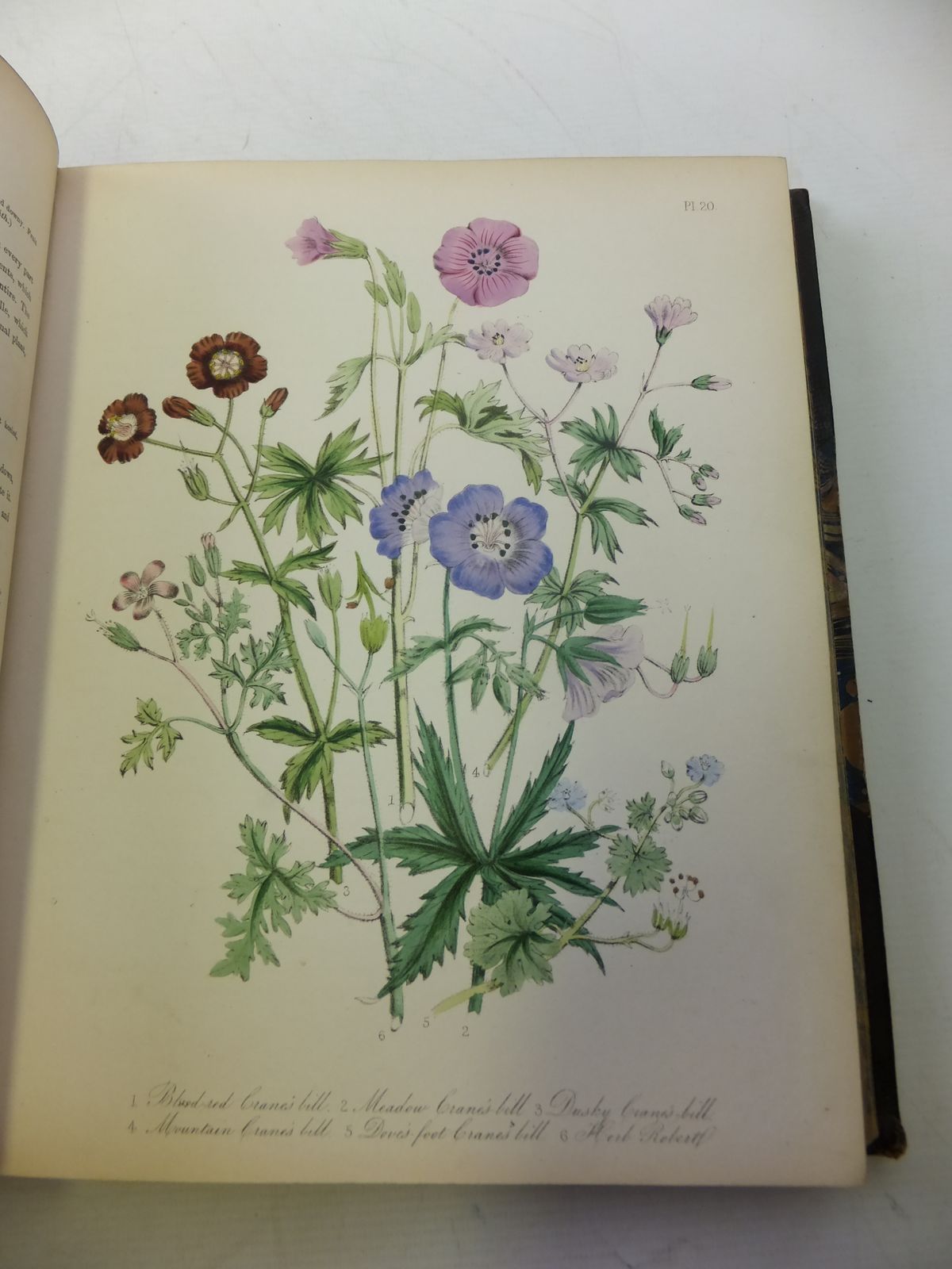 Stella & Rose's Books BRITISH WILD FLOWERS, STOCK CODE 1808982