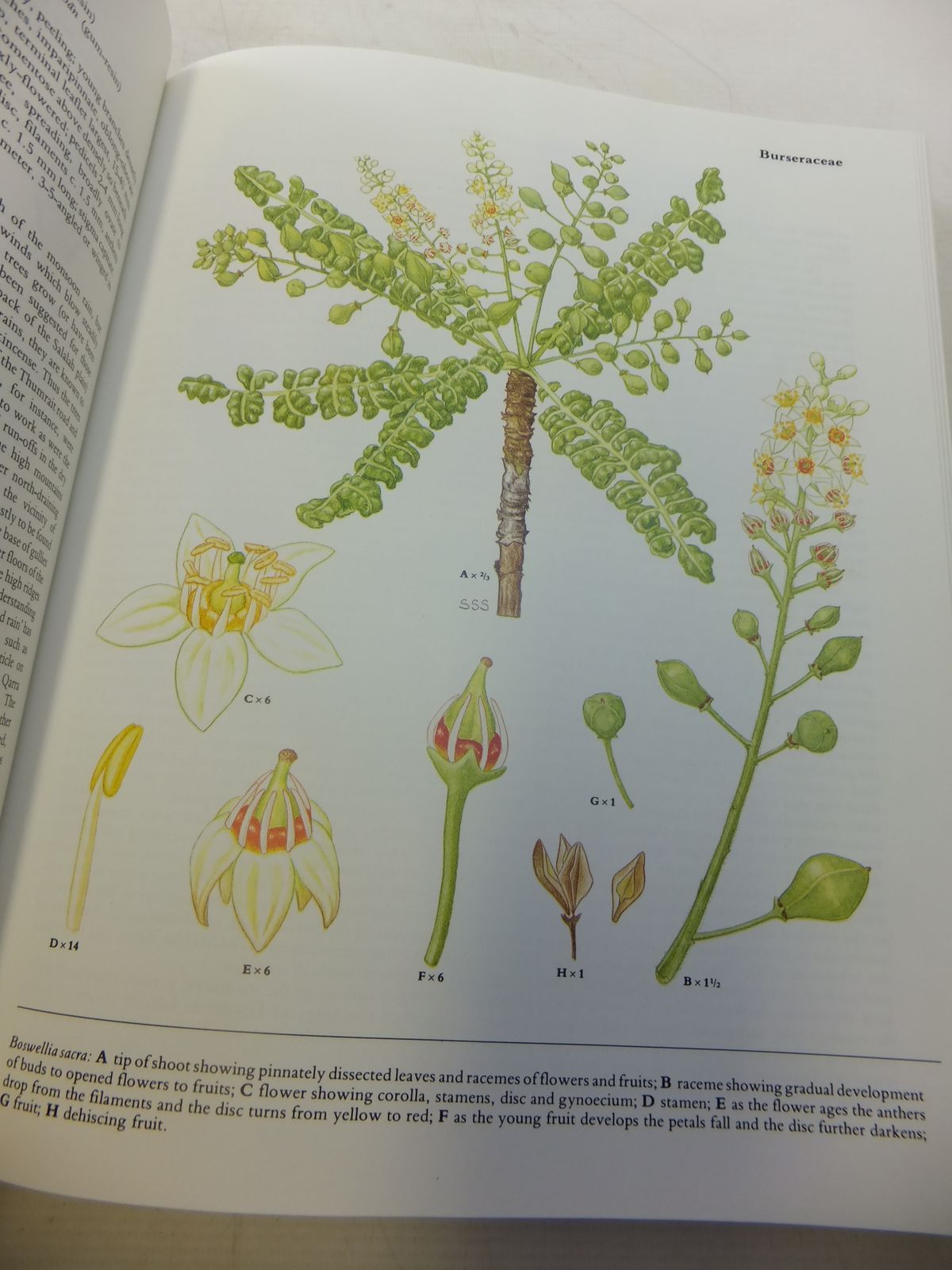 Stella & Rose's Books