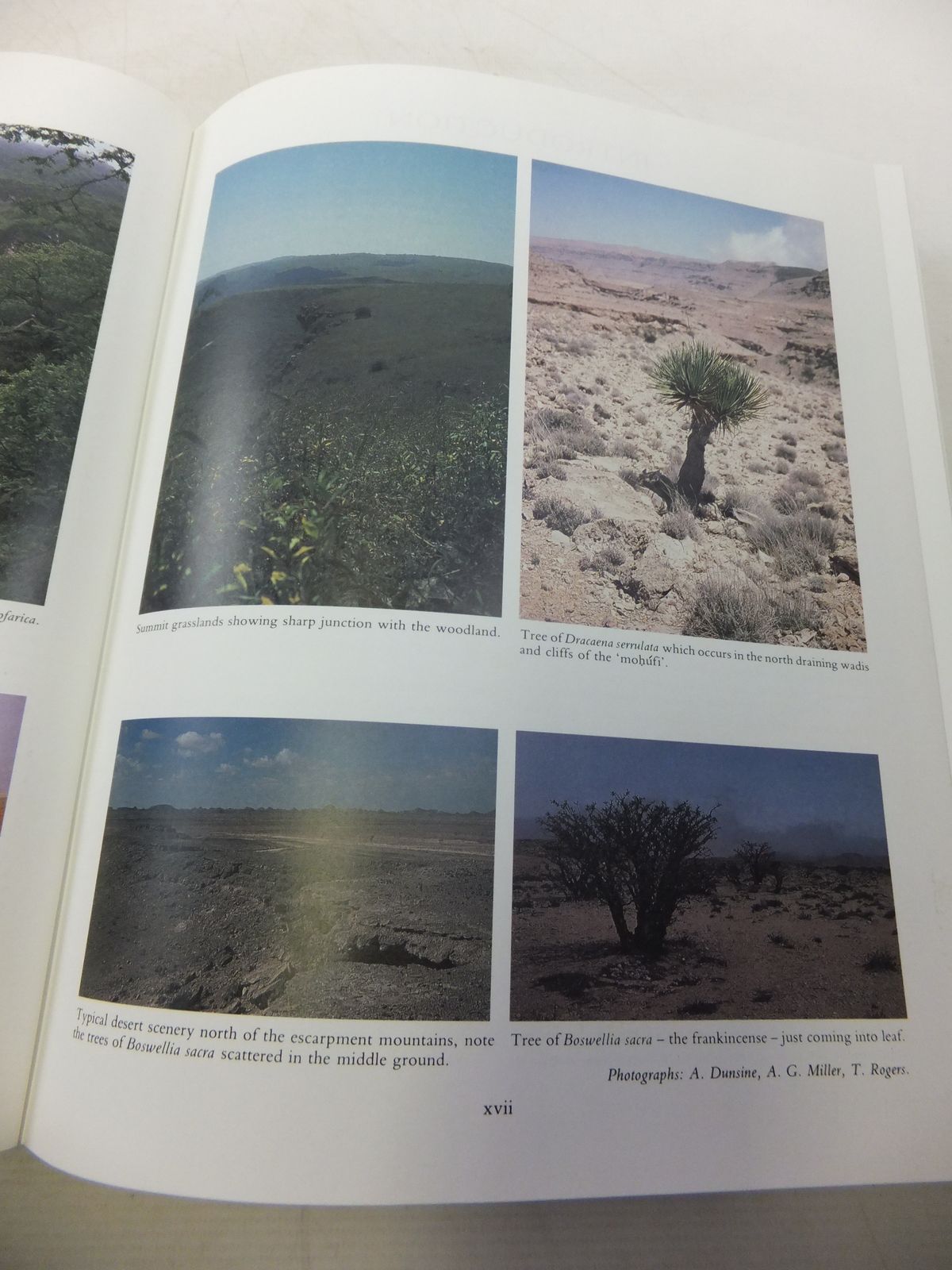 Stella & Rose's Books