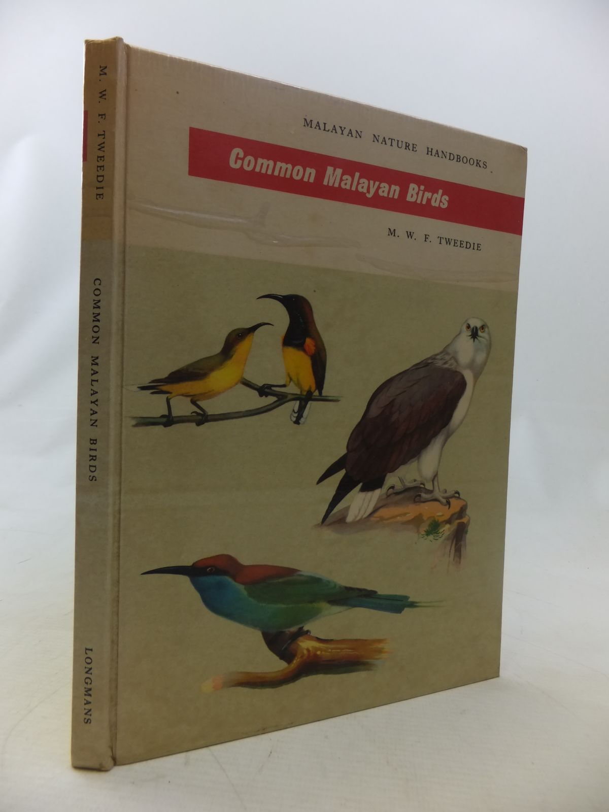 Photo of COMMON MALAYAN BIRDS- Stock Number: 1811063