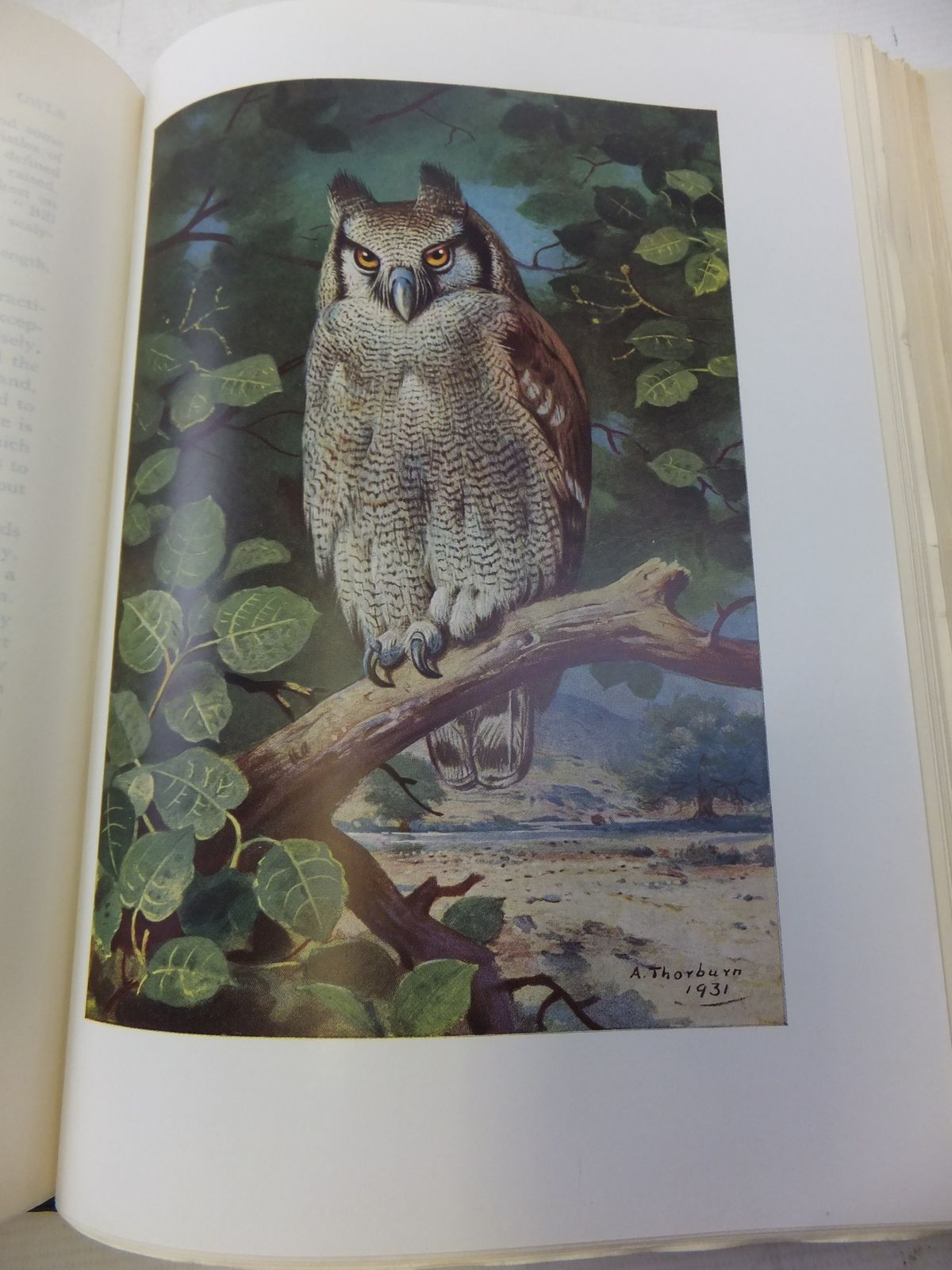 Photo of THE BIRDS OF BRITISH SOMALILAND AND THE GULF OF ADEN VOLUME III written by Archer, Geoffrey
Godman, Eva M. illustrated by Thorburn, Archibald
Gronvold, Henrik published by Oliver & Boyd (STOCK CODE: 1811162)  for sale by Stella & Rose's Books