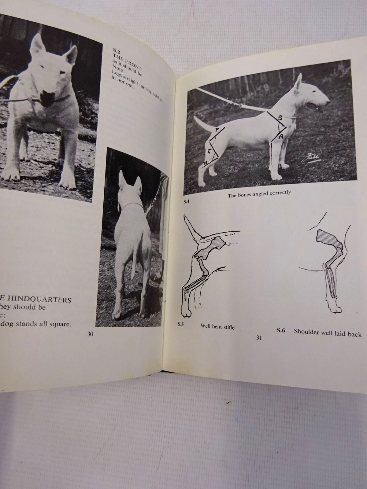 Photo of THE THIRD BULL TERRIER BOOK written by Sweeten, Margaret O. published by The Bull Terrier Club (STOCK CODE: 1816783)  for sale by Stella & Rose's Books