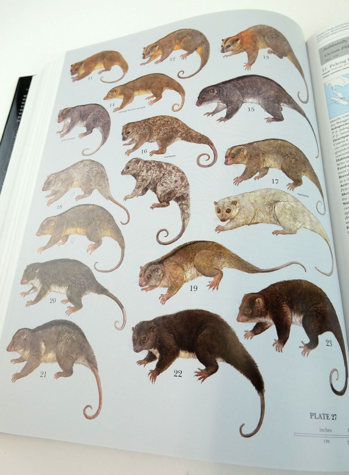 Photo of HANDBOOK OF THE MAMMALS OF THE WORLD 5. MONOTREMES AND MARSUPIALS written by Wilson, Don E.
Mittermeier, Russell A.
et al,  published by Lynx Edicions (STOCK CODE: 1820161)  for sale by Stella & Rose's Books
