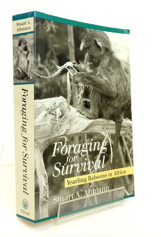 Photo of FORAGING FOR SURVIVAL: YEARLING BABOONS IN AFRICA- Stock Number: 1823747