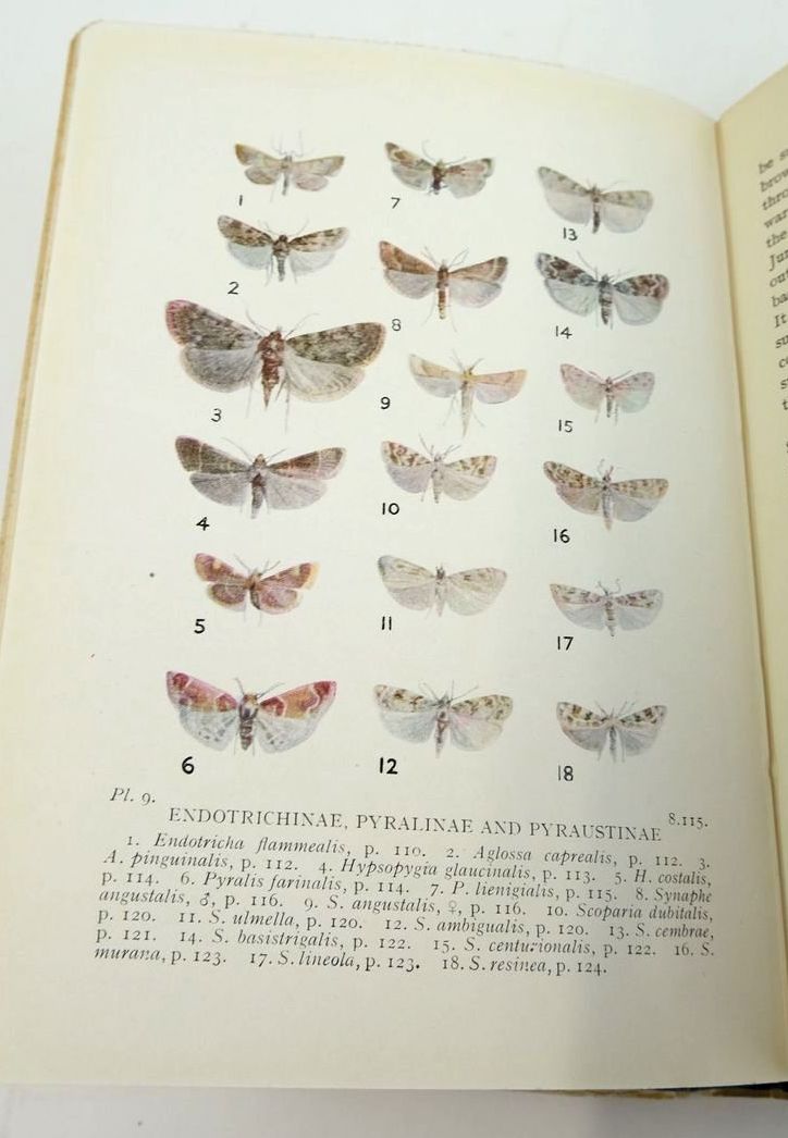 Photo of BRITISH PYRALID AND PLUME MOTHS written by Beirne, Bryan P. illustrated by Jacobs, S.N.A. published by Frederick Warne & Co Ltd. (STOCK CODE: 1824127)  for sale by Stella & Rose's Books