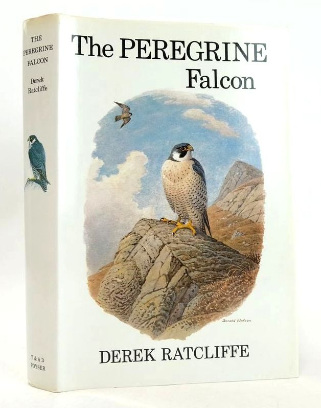 Photo of THE PEREGRINE FALCON- Stock Number: 1827276