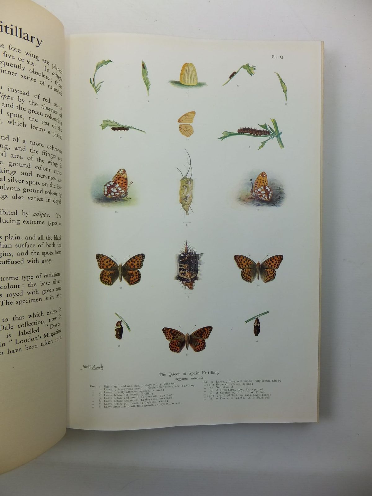 Stella & Rose's Books