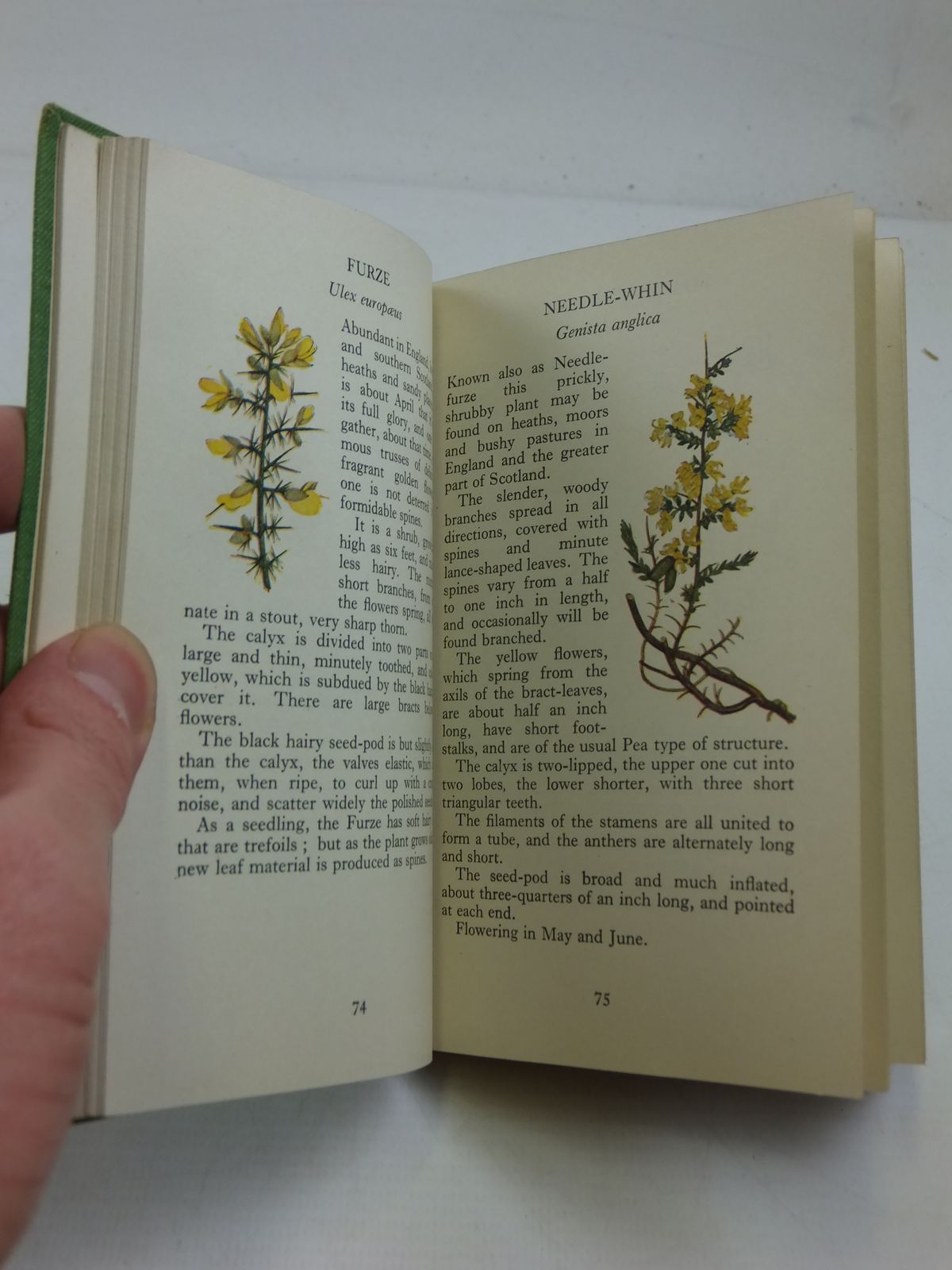 Stella & Rose's Books THE OBSERVER'S BOOK OF BRITISH WILD FLOWERS