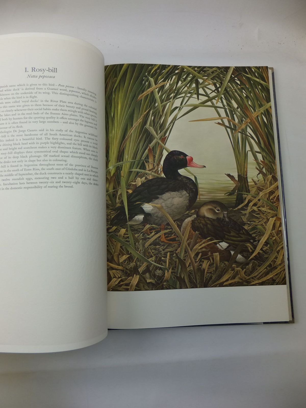 Photo of SOME BIRDS AND MAMMALS OF SOUTH AMERICA written by Sitwell, Sacheverell
Andrade, Carlos Selva illustrated by Amuchastegui, Axel published by The Tryon Gallery, George Rainbird (STOCK CODE: 2111295)  for sale by Stella & Rose's Books