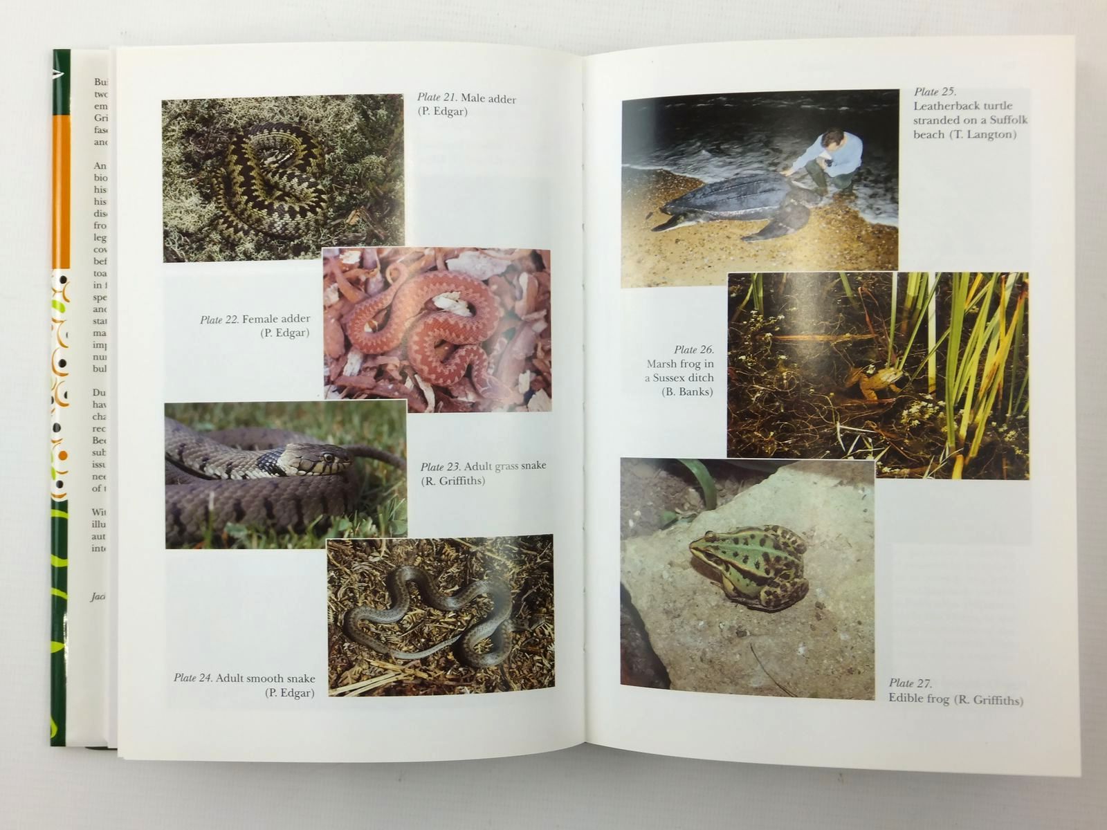 Photo of AMPHIBIANS AND REPTILES (NN 87) written by Beebee, Trevor J.C.
Griffiths, Richard A. published by Harper Collins (STOCK CODE: 2122363)  for sale by Stella & Rose's Books
