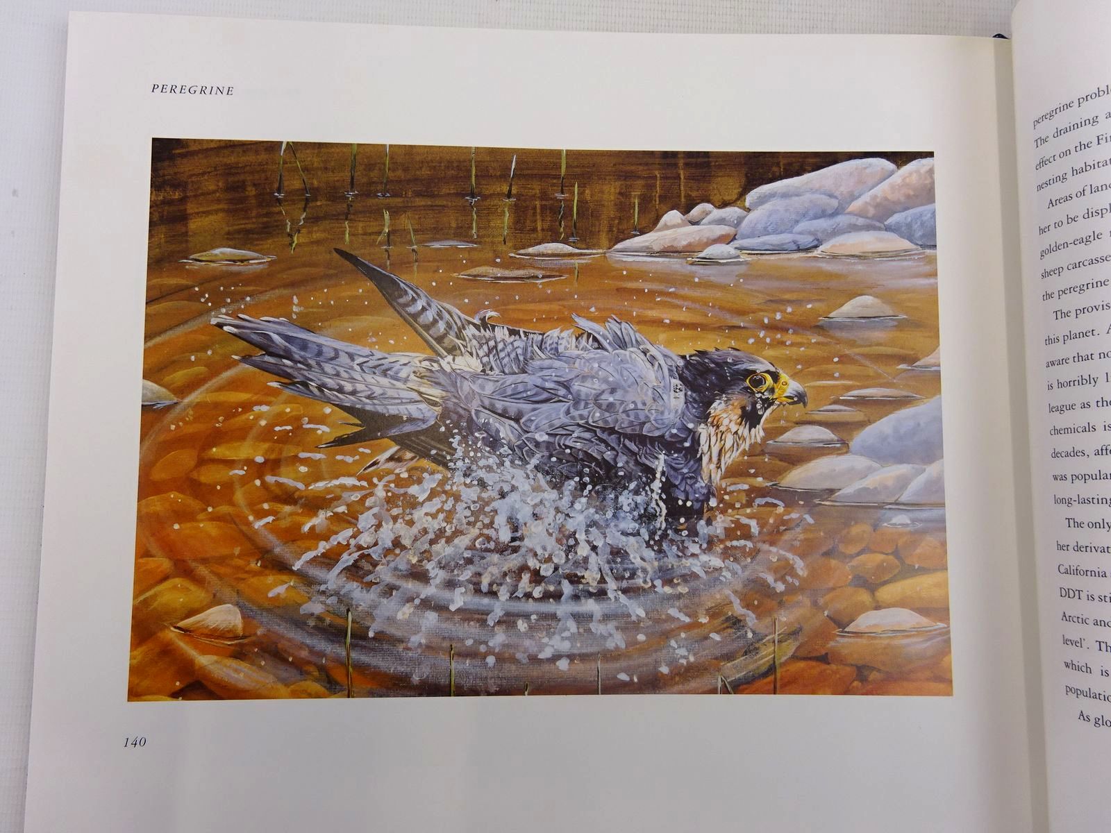 Photo of PEREGRINE written by Ford, Emma illustrated by Rhodes, Antony published by Fourth Estate (STOCK CODE: 2127954)  for sale by Stella & Rose's Books