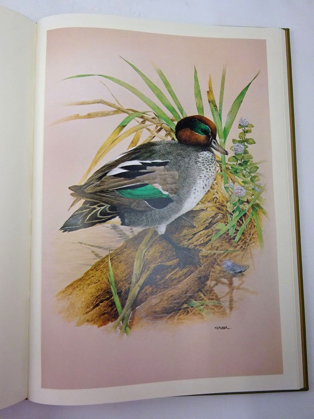 Photo of GAME BIRDS written by Coles, Charles illustrated by Pledger, Maurice published by Collins (STOCK CODE: 2129028)  for sale by Stella & Rose's Books