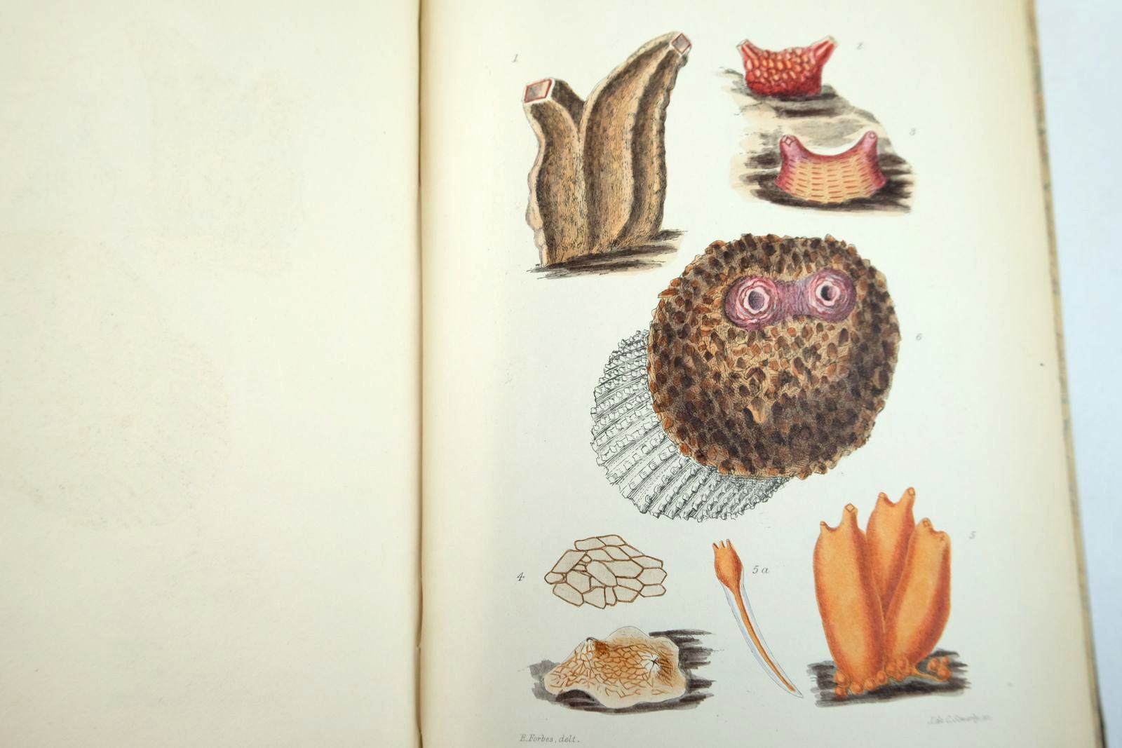 Photo of A HISTORY OF BRITISH MOLLUSCA, AND THEIR SHELLS (4 VOLUMES) written by Forbes, Edward
Hanley, Sylvanus published by John Van Voorst (STOCK CODE: 2133307)  for sale by Stella & Rose's Books