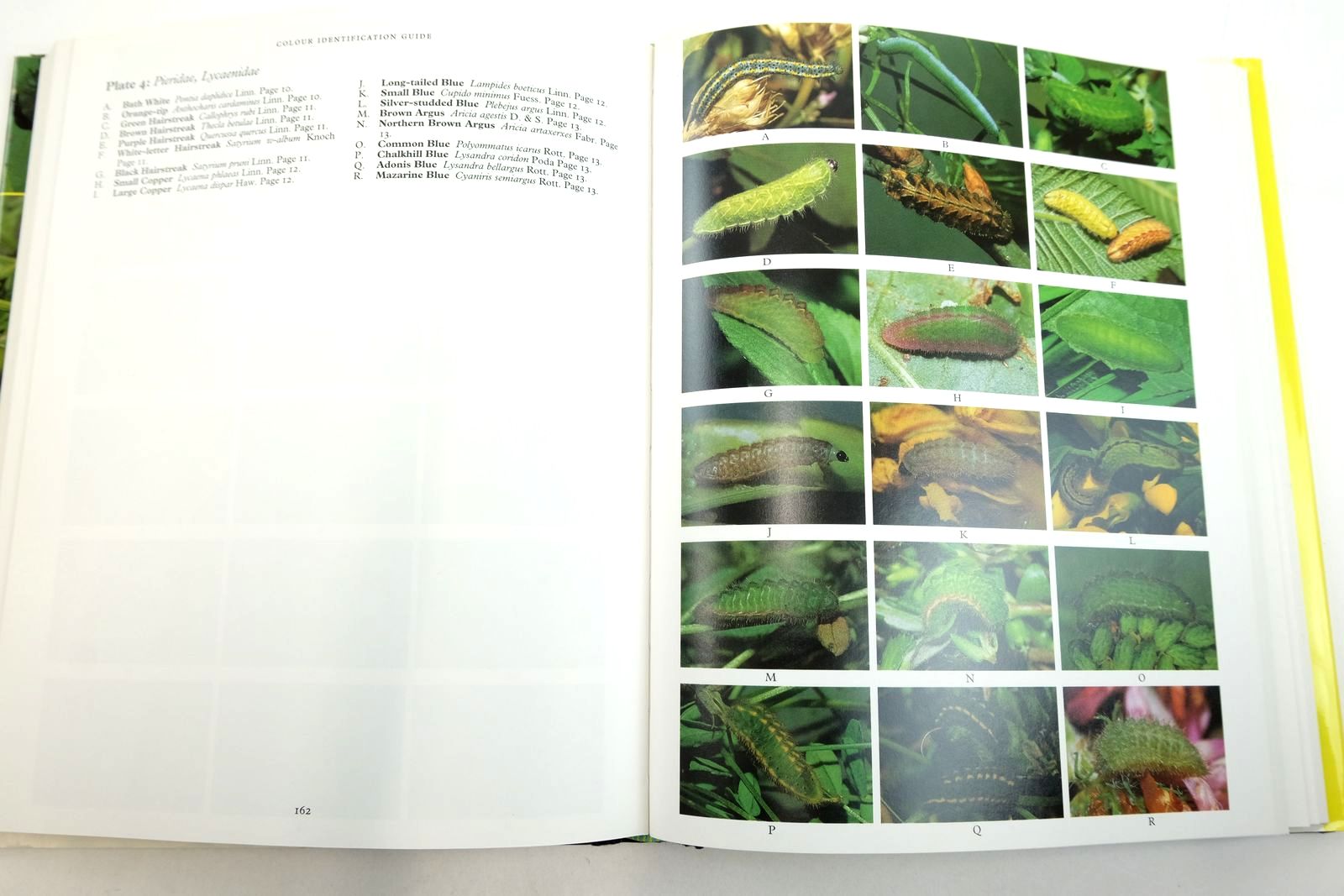Photo of THE COLOUR IDENTIFICATION GUIDE TO CATERPILLARS OF THE BRITISH ISLES (MACROLEPIDOPTERA) written by Porter, Jim published by Viking (STOCK CODE: 2135356)  for sale by Stella & Rose's Books