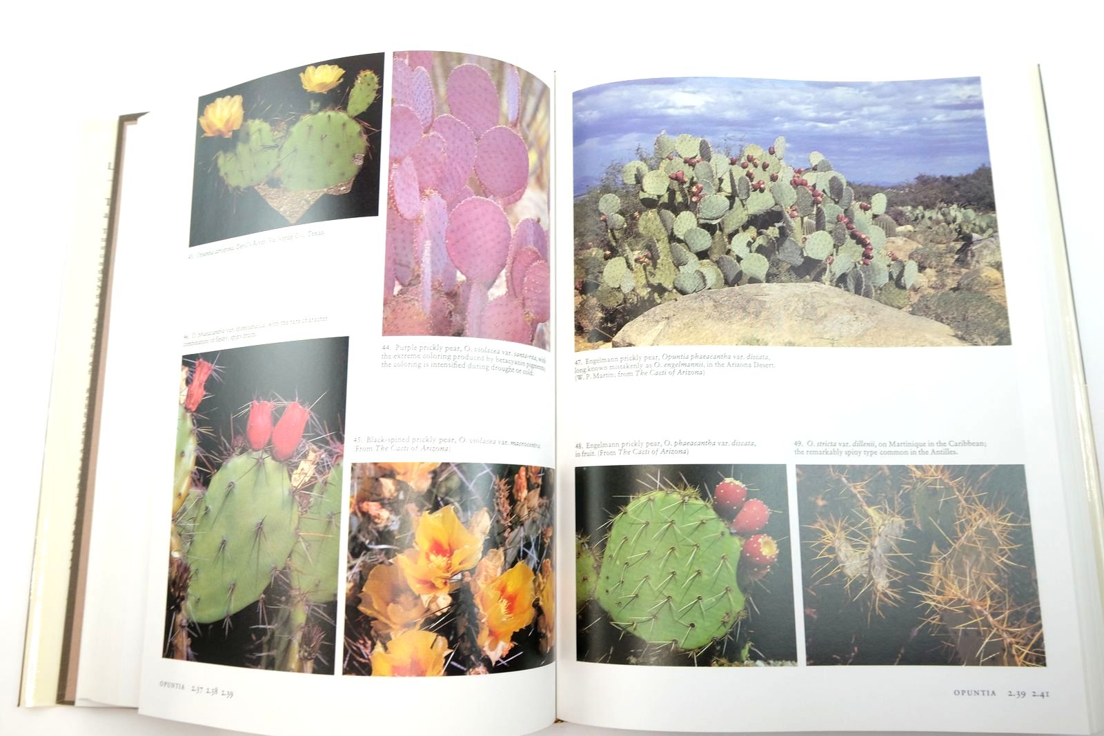Photo of THE CACTI OF THE UNITED STATES AND CANADA written by Benson, Lyman illustrated by Hamilton, Lucretia Breazeale published by Stanford University Press (STOCK CODE: 2139157)  for sale by Stella & Rose's Books