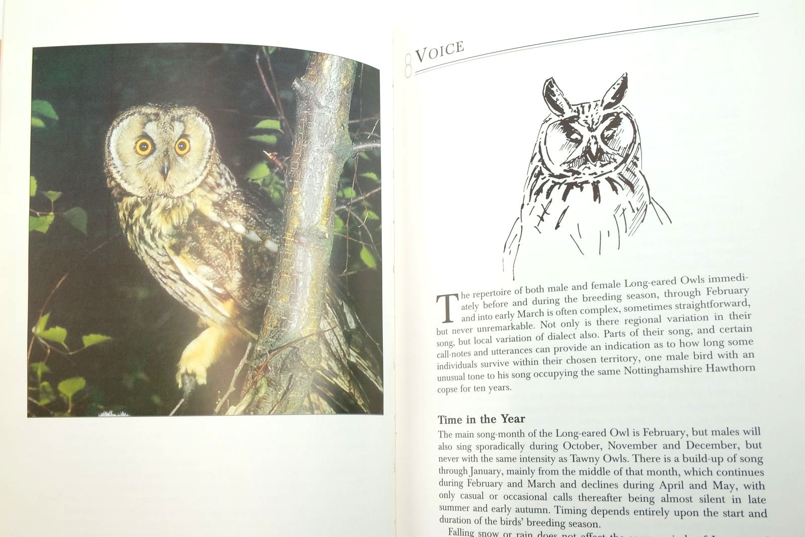 Photo of THE LONG-EARED OWL written by Scott, Derick published by The Hawk And Owl Trust (STOCK CODE: 2139666)  for sale by Stella & Rose's Books