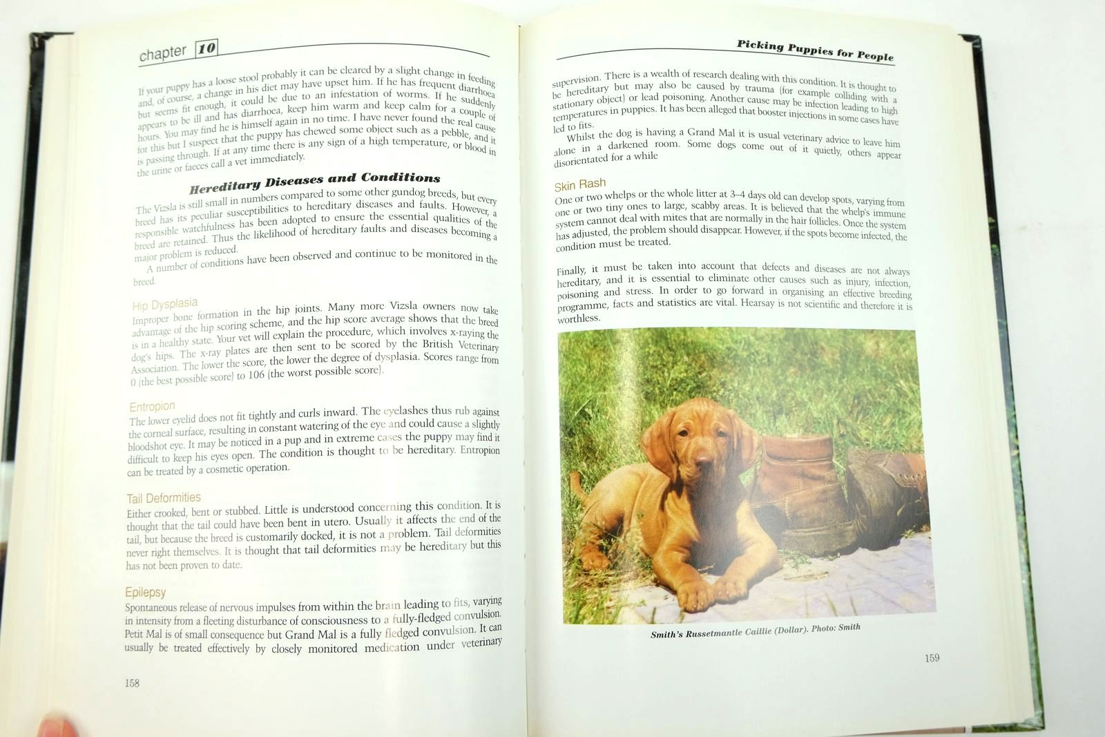 Photo of THE HUNGARIAN VIZSLA written by Gottlieb, Gay published by T.F.H. Kingdom (STOCK CODE: 2139746)  for sale by Stella & Rose's Books