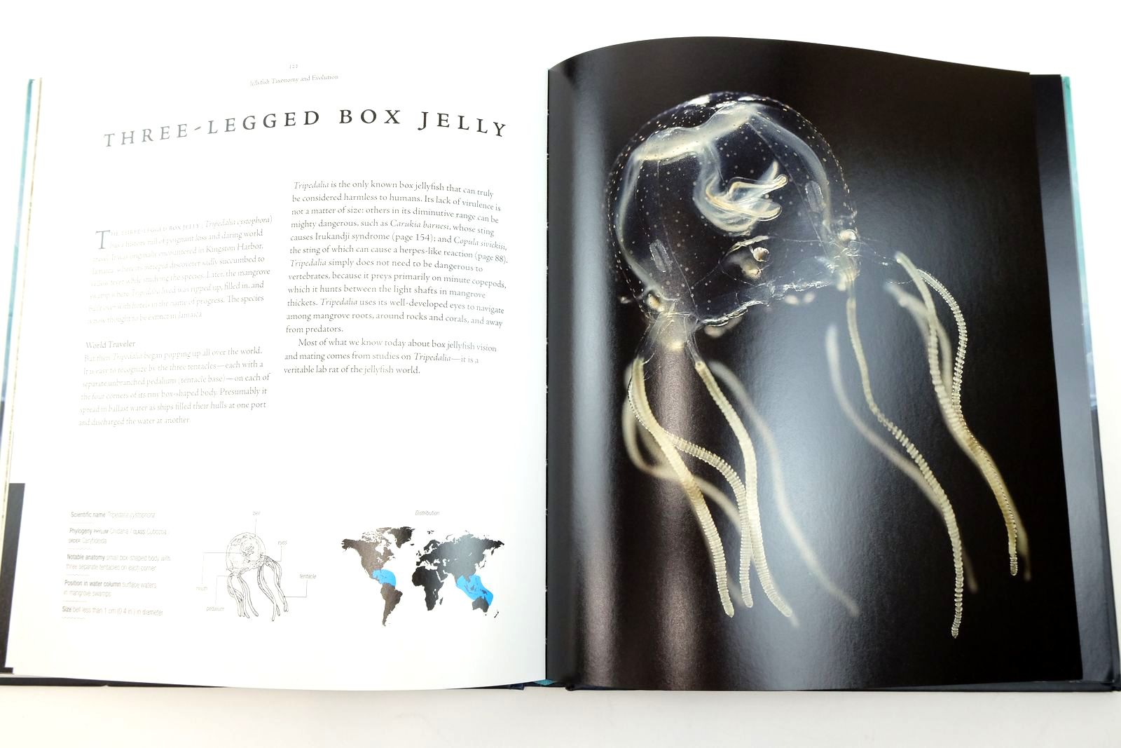 Photo of JELLYFISH: A NATURAL HISTORY written by Gershwin, Lisa-Ann published by Ivy Press (STOCK CODE: 2139747)  for sale by Stella & Rose's Books