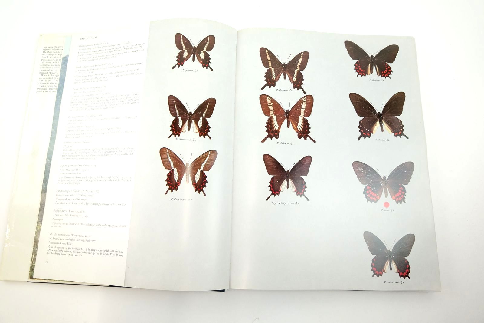 Photo of BUTTERFLIES OF THE NEOTROPICAL REGION PART 1 written by D'Abrera, Bernard published by Lansdowne (STOCK CODE: 2139832)  for sale by Stella & Rose's Books