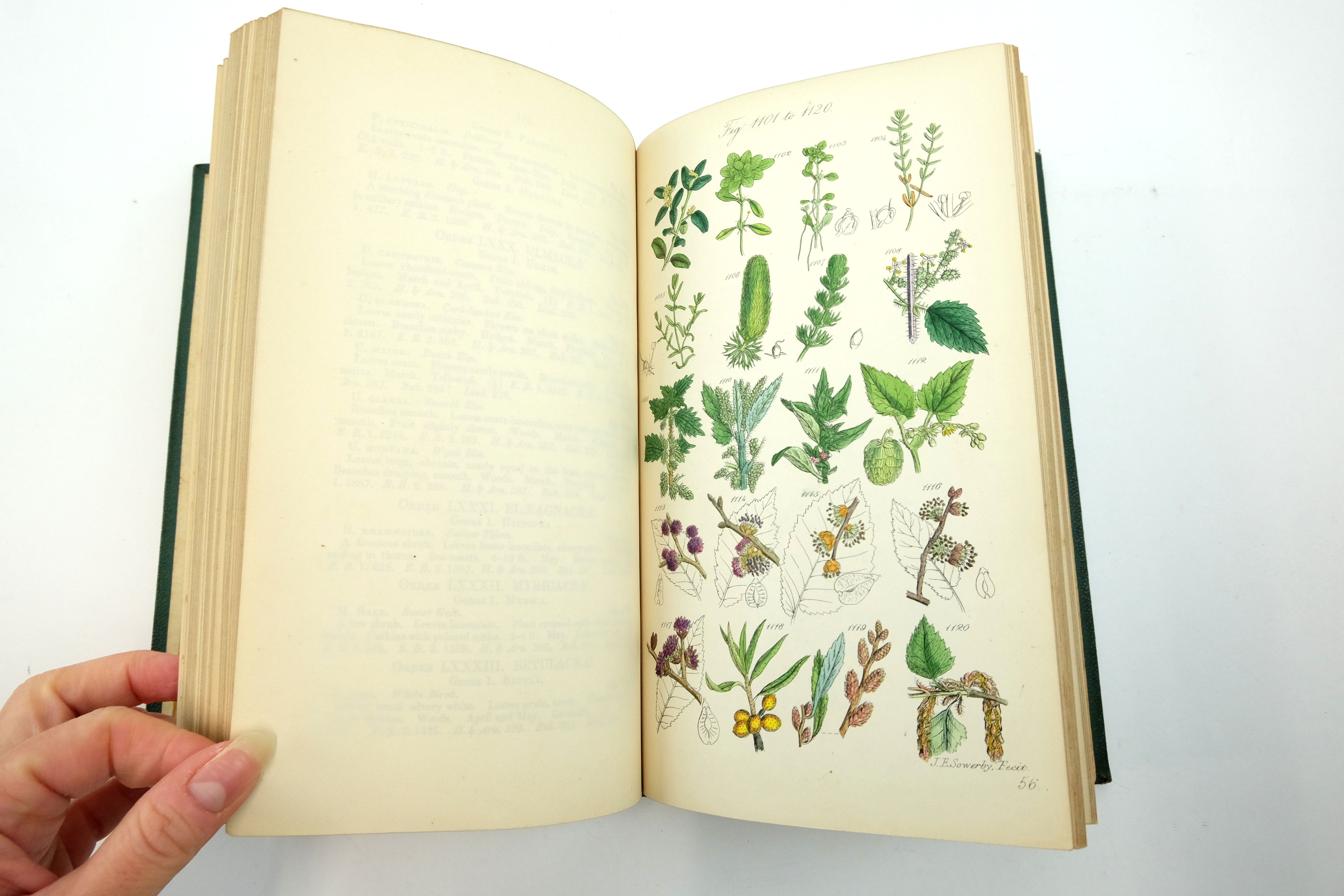 Photo of BRITISH WILD FLOWERS written by Johnson, C. Pierpoint illustrated by Sowerby, John E. published by John Van Voorst (STOCK CODE: 2140438)  for sale by Stella & Rose's Books