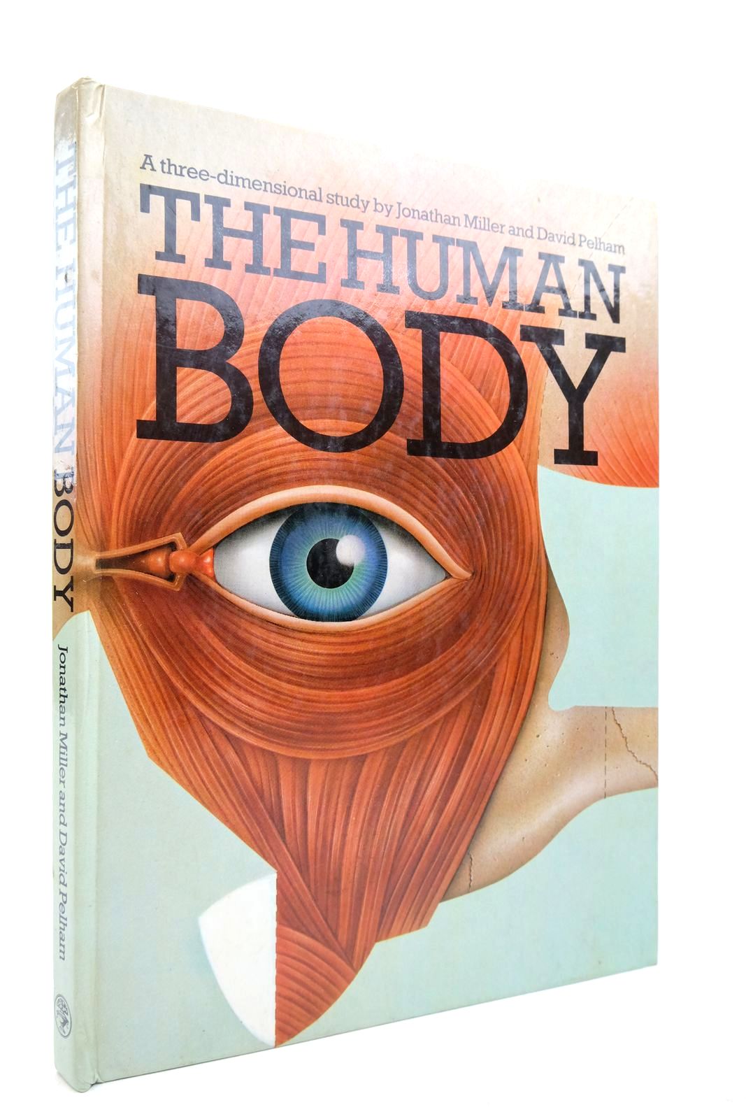 Photo of THE HUMAN BODY- Stock Number: 2140836