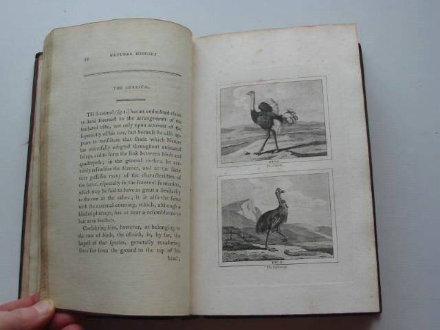 Photo of BUFFON'S NATURAL HISTORY OF BIRDS, FISH, INSECTS, AND REPTILES (5 VOLS) written by Buffon, Comte De published by H.D. Symonds (STOCK CODE: 819573)  for sale by Stella & Rose's Books